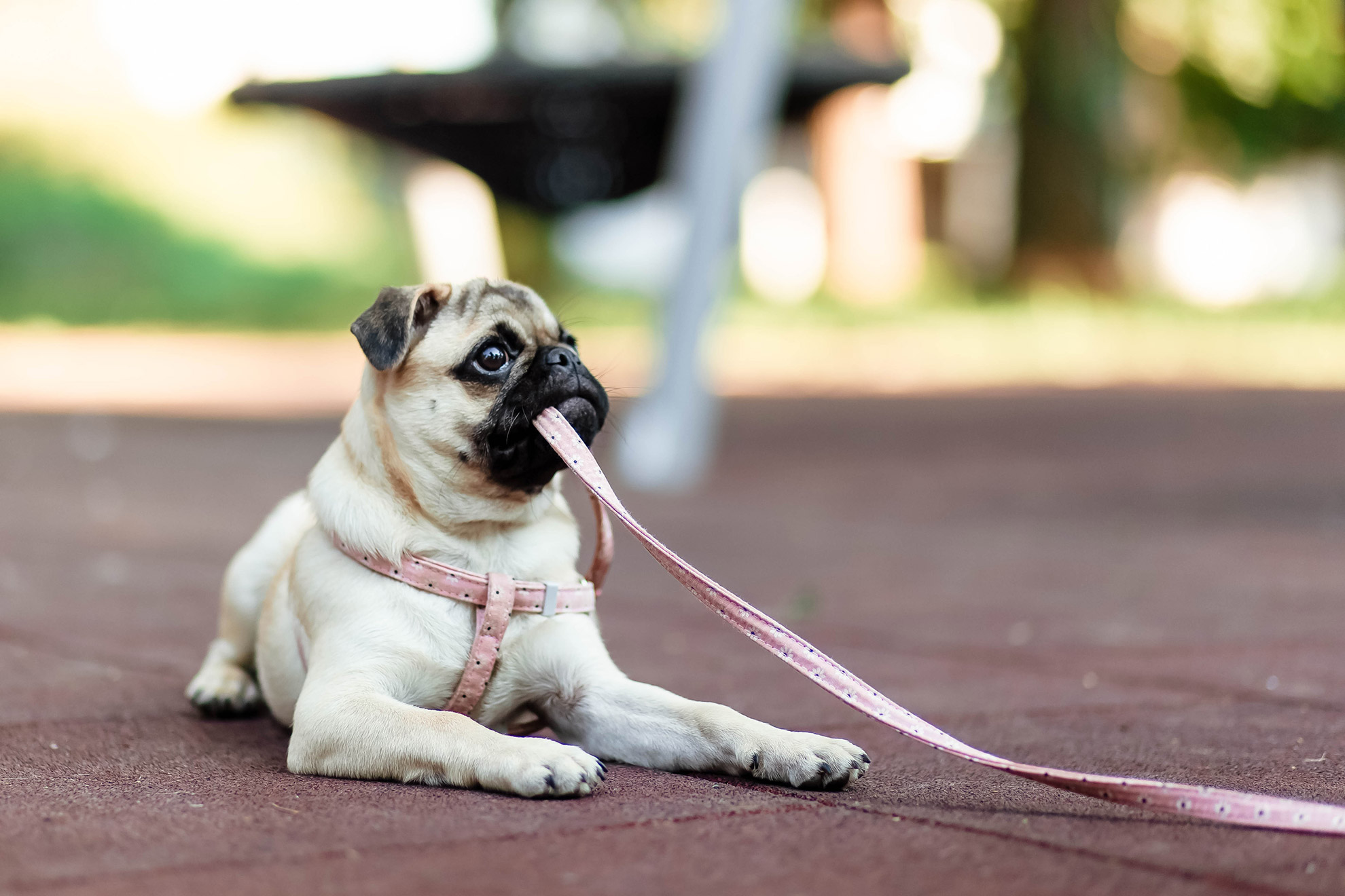 Campeggio in Toscana con area sgambamento cani